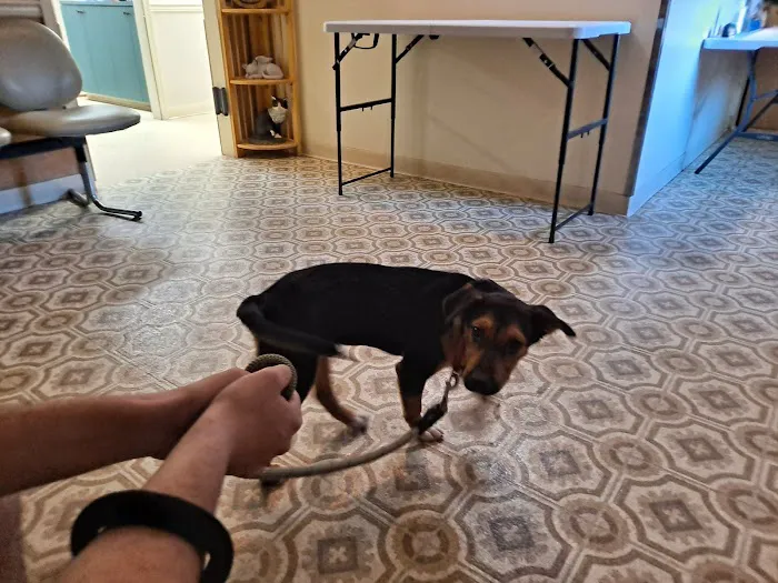 McClellan Veterinary Clinic Picture 10