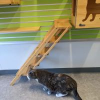 Kingsbrook Animal Hospital ico