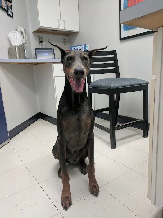 Kingsbrook Animal Hospital Picture 7