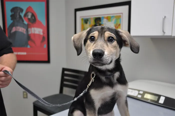 Kingsbrook Animal Hospital Picture 9