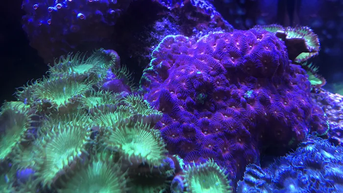 Rift 2 Reef Aquatics Picture 3