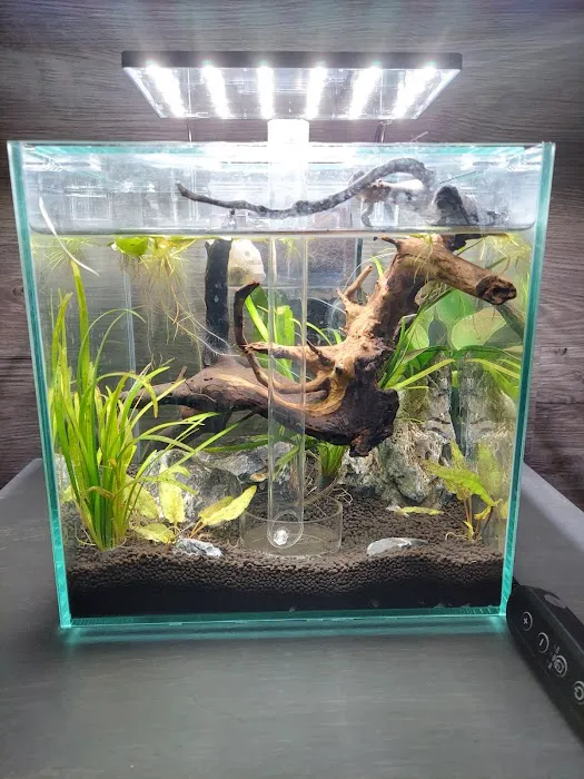 Rift 2 Reef Aquatics Picture 7