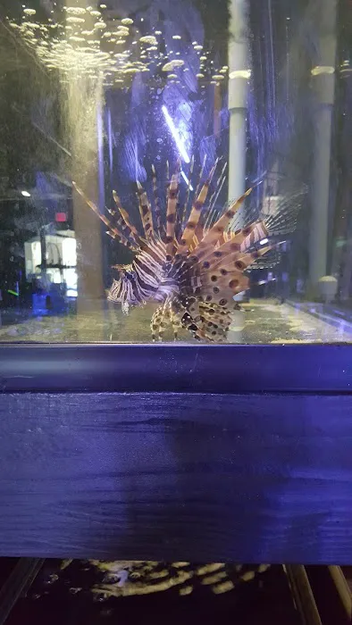 Rift 2 Reef Aquatics Picture 5