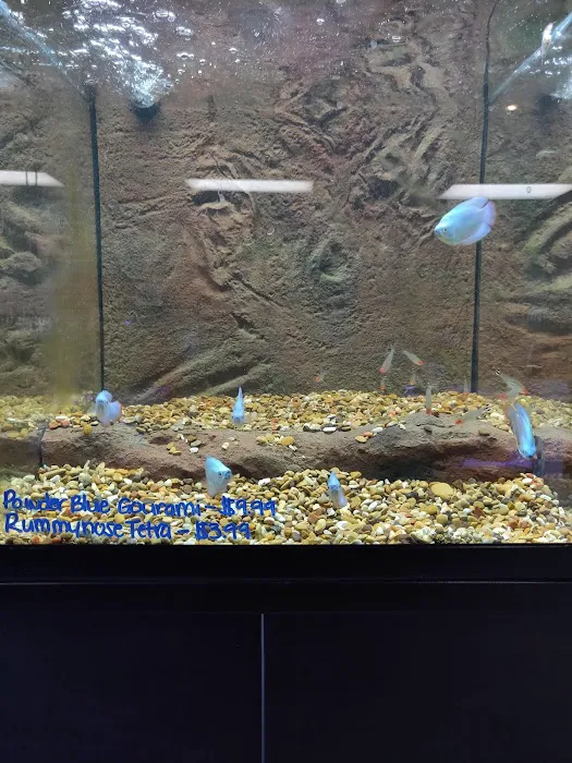 Rift 2 Reef Aquatics Picture 10