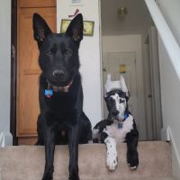 Everhart Veterinary Hospital: Goodman Robert Z DVM ico