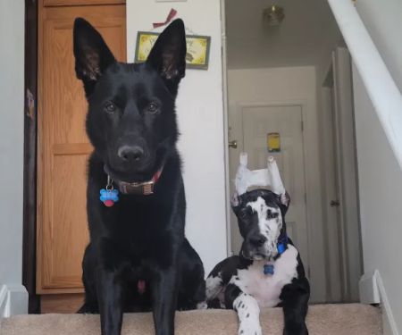 Everhart Veterinary Hospital: Goodman Robert Z DVM
