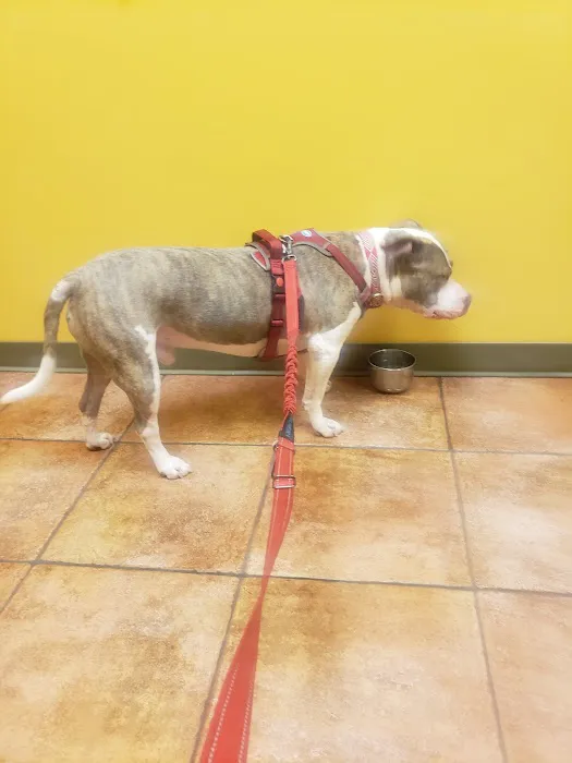 Everhart Veterinary Hospital: Goodman Robert Z DVM Picture 9