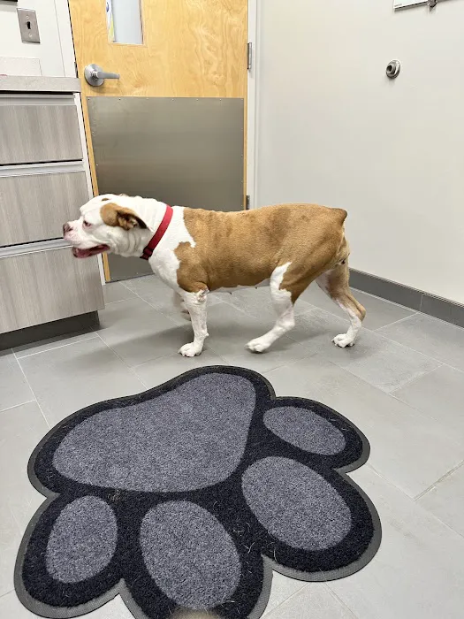 Maryland Veterinary Surgical Services Picture 2