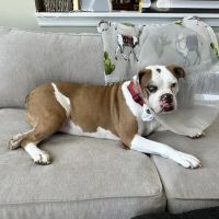 Maryland Veterinary Surgical Services ico