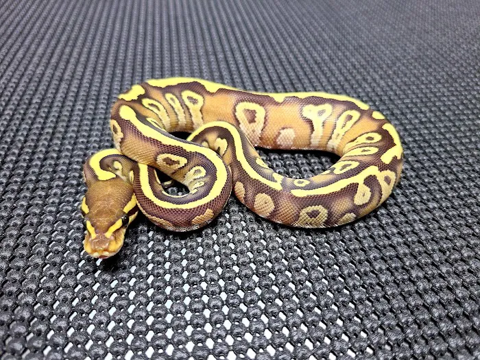 Lone Star Reptiles Picture 3