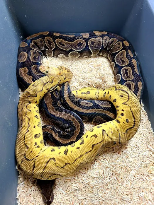 Lone Star Reptiles Picture 1