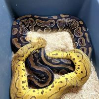 Lone Star Reptiles ico