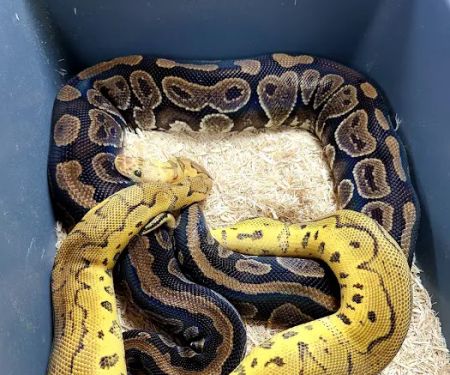 Lone Star Reptiles
