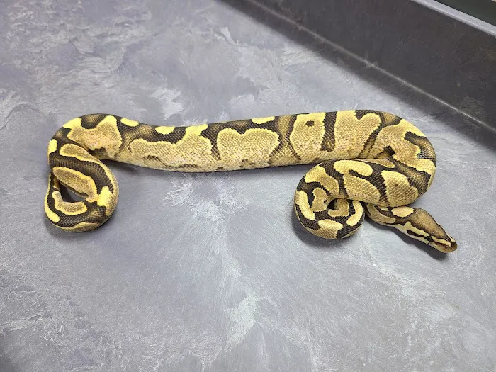 Lone Star Reptiles Picture 4