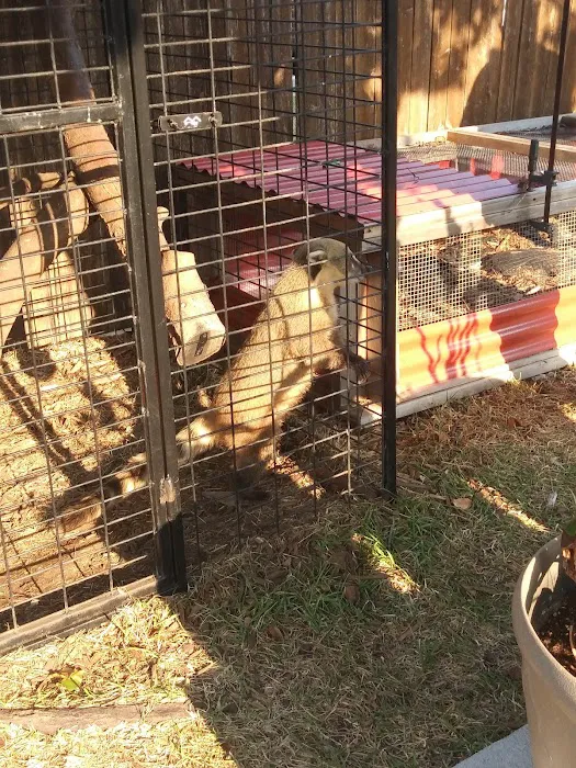 Lone Star Reptiles Picture 6