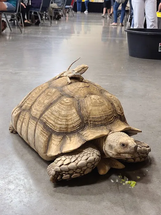 Lone Star Reptiles Picture 5