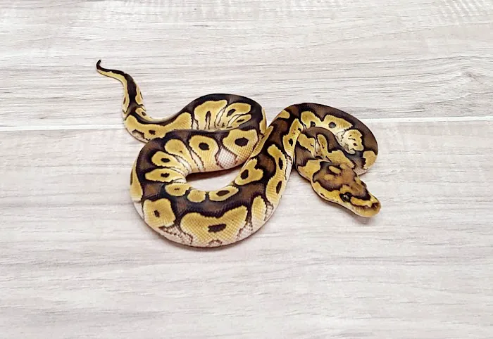 Lone Star Reptiles Picture 9