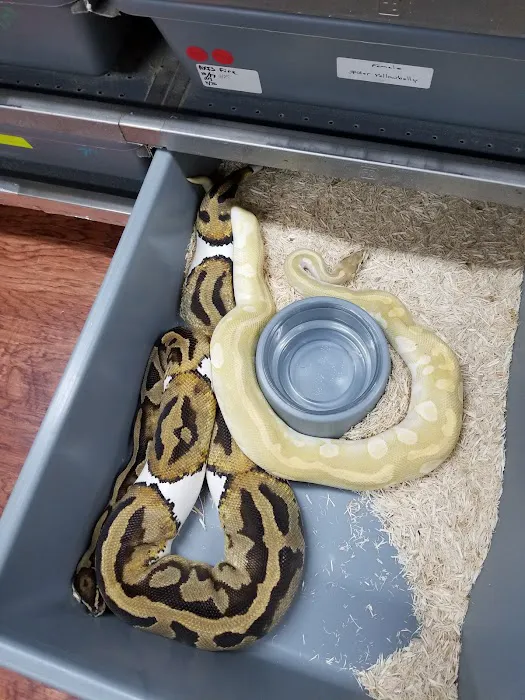 Lone Star Reptiles Picture 10