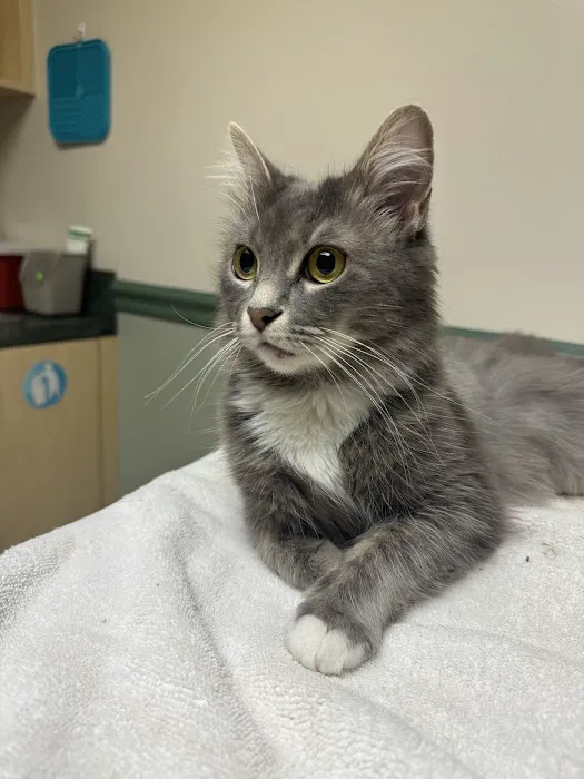 Anne Arundel Veterinary Hospital Picture 2