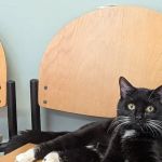 Anne Arundel Veterinary Hospital