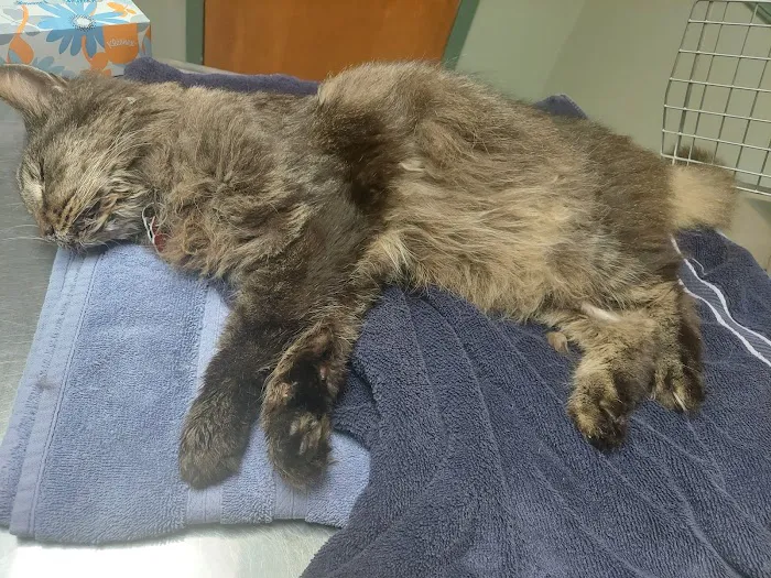 Anne Arundel Veterinary Hospital Picture 6