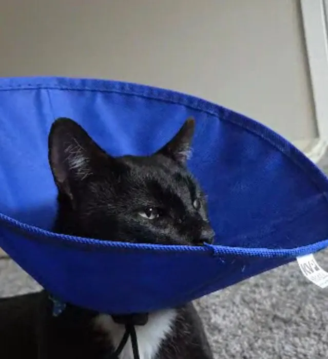 Anne Arundel Veterinary Hospital Picture 7