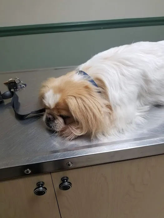 Anne Arundel Veterinary Hospital Picture 9