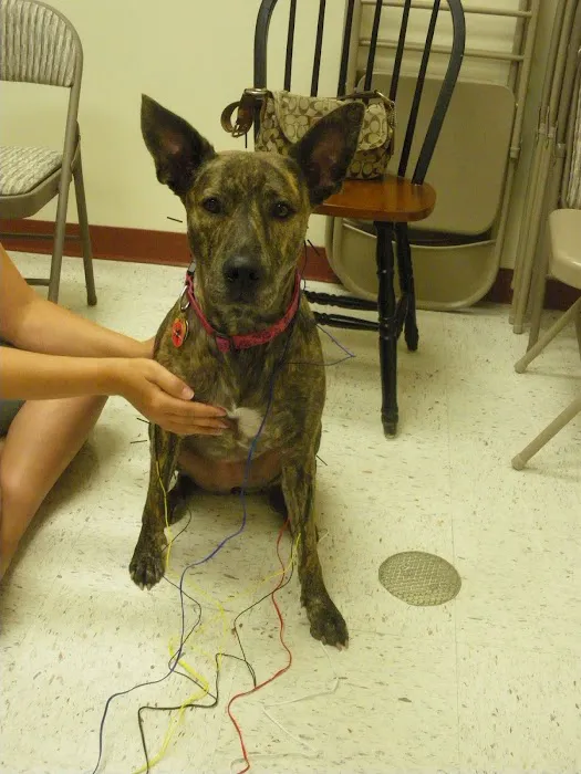 Alpha Veterinary Center Picture 3