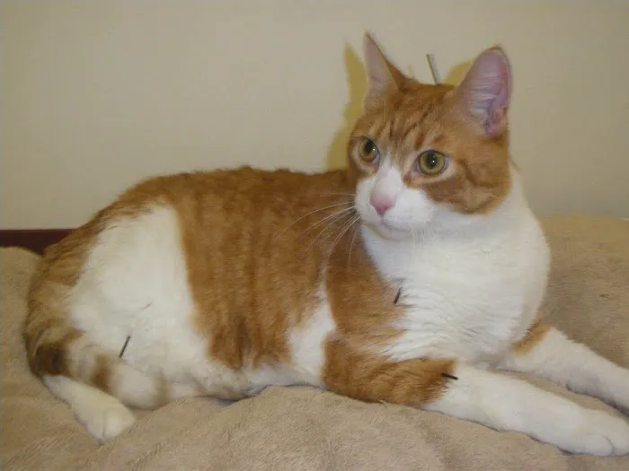 Alpha Veterinary Center Picture 4