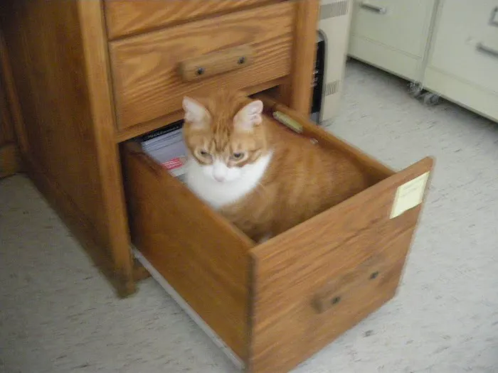 Alpha Veterinary Center Picture 7