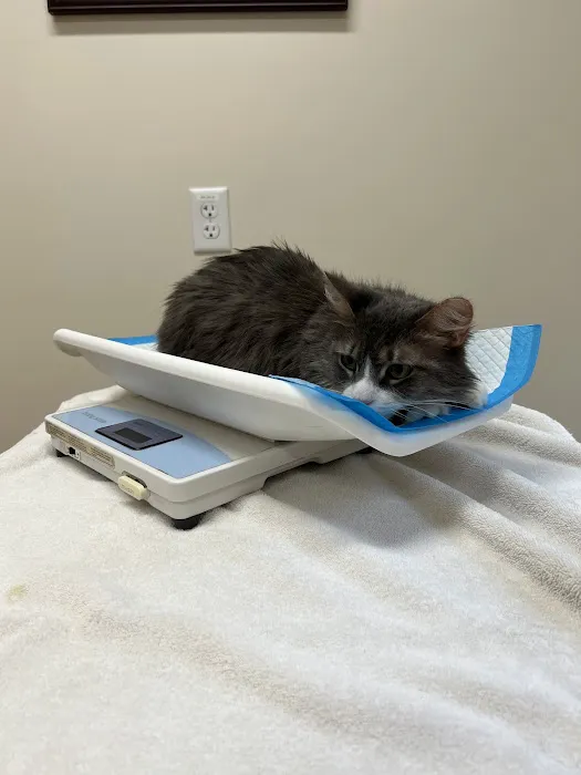 Alpha Veterinary Center Picture 8