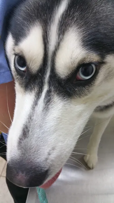 Glen Burnie Animal Hospital Picture 2