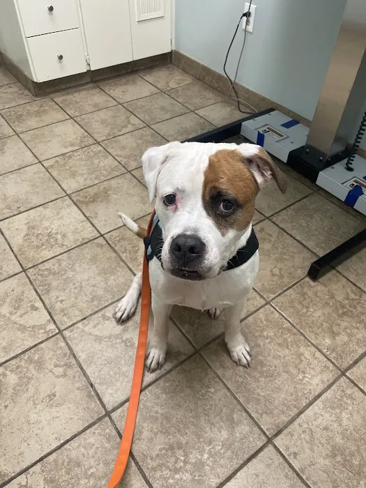 Glen Burnie Animal Hospital Picture 1