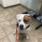 Glen Burnie Animal Hospital