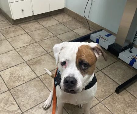 Glen Burnie Animal Hospital