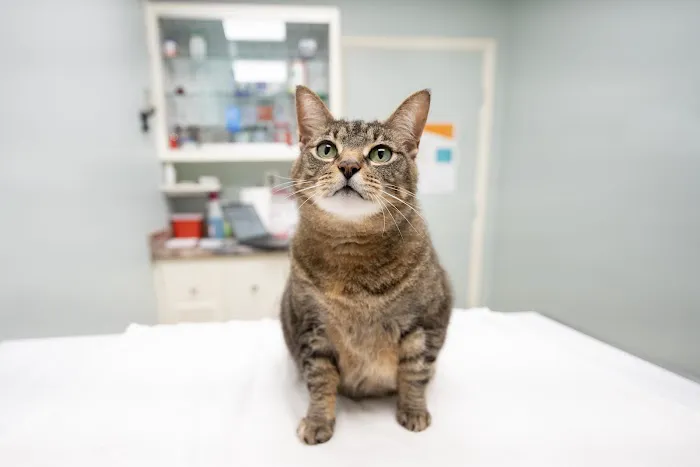 Glen Burnie Animal Hospital Picture 4