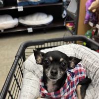 Petco ico