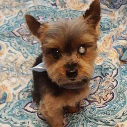 Four Legs Animal Hospital Picture 10