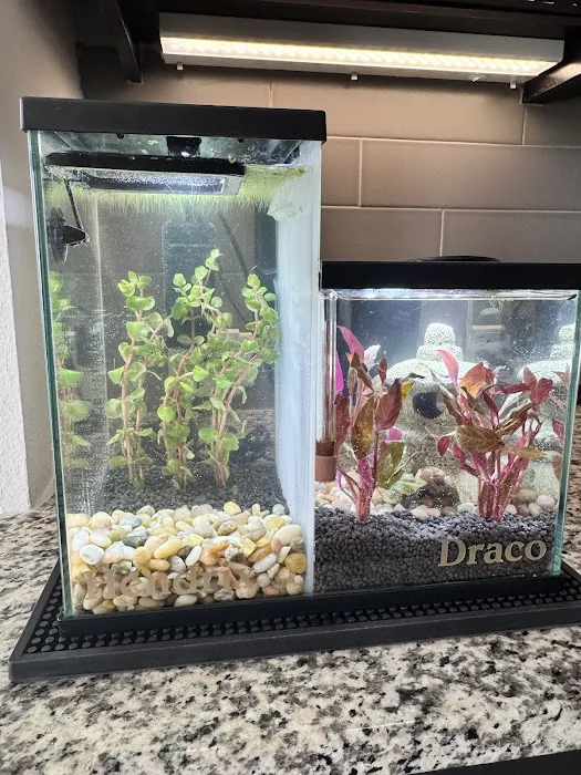 Fish Gallery Boutique | Aquarium Superstore Picture 7
