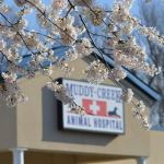 Muddy Creek Animal Hospital