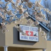 Muddy Creek Animal Hospital ico