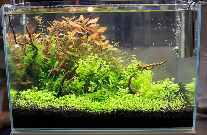 Eclipse Aquatics Picture 3