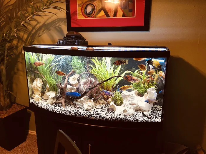 Eclipse Aquatics Picture 4