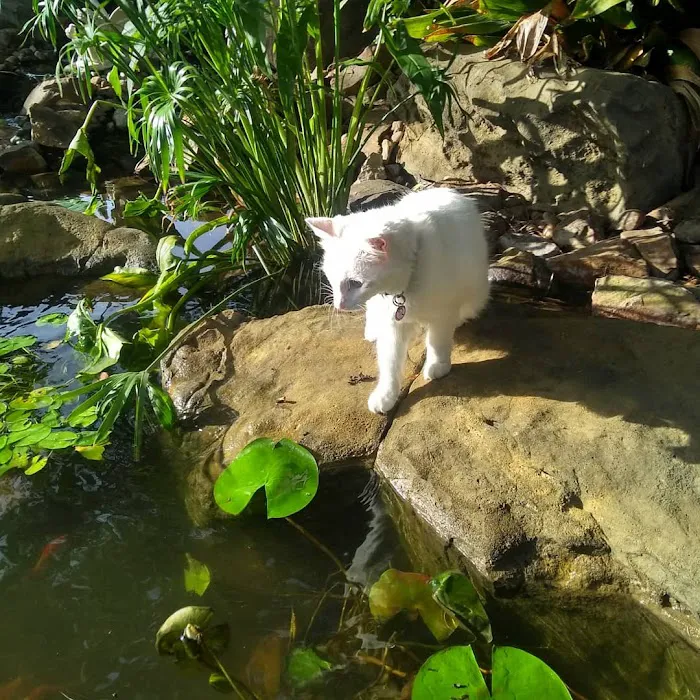 Eclipse Aquatics Picture 9