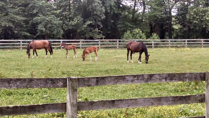 Wolf Creek Equine Picture 3