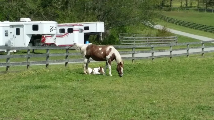 Wolf Creek Equine Picture 1