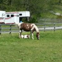 Wolf Creek Equine ico