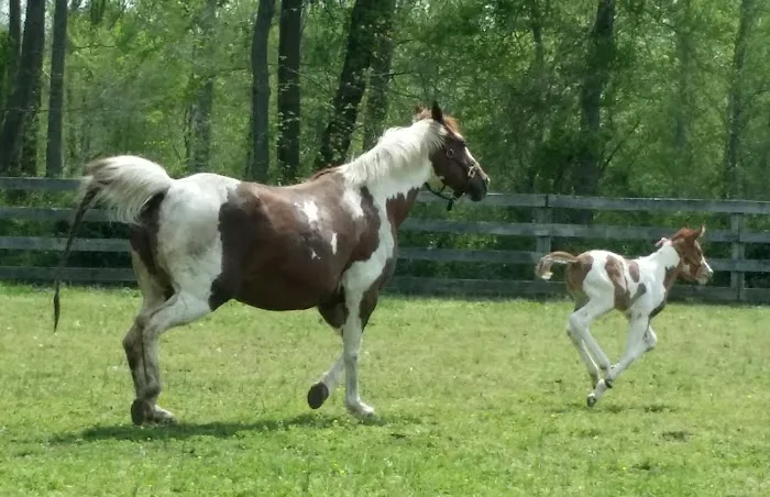 Wolf Creek Equine Picture 2
