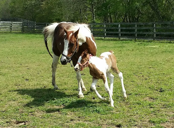 Wolf Creek Equine Picture 6