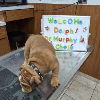 Belair Veterinary Hospital ico